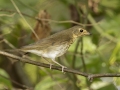 Swainson\'s Thrush