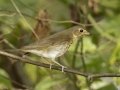 Swainson's Thrush - Gatling Point Rec Area, Stewart County, Tennessee, May 4, 2024
