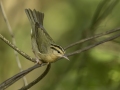 Worm-eating Warbler