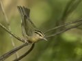 Worm-eating Warbler - 1268 The Trace, Dover US-TN 36.55396, -87.90181, Stewart, Tennessee, Sept 20, 2024