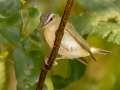 Red-eyed Vireo - Gatling Point Rec Area (36.5575,-87.9038), Stewart, Tennessee, United States, Sept 18, 2024