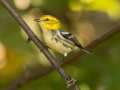 Black-throated Green Warbler - 1268 The Trace, Dover US-TN 36.55396, -87.90181, Stewart, Tennessee, United States, Sept 18, 2024