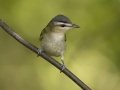 Red-eyed Vireo - 1268 The Trace, Dover US-TN 36.55396, -87.90181, Stewart, Tennessee, United States, Sept 20, 2024