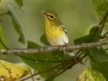 Yellow-throated Vireo - 1268 The Trace, Dover US-TN 36.55396, -87.90181, Stewart County, Sept 11, 2024