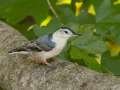 White-breasted Nuthatch - Gatlin Point Rd, Dover US-TN 36, Stewart, Tennessee, Sept 18, 2024