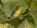 Yellow-throated Vireo - 1268 The Trace, Dover US-TN 36.55396, -87.90181, Stewart County, Sept 11, 2024