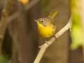 Common Yellowthroat - 1268 The Trace, Dover US-TN 36.55396, -87.90181, Stewart, Tennessee, United States, Sept 25 2024