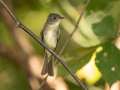 Eastern Wood-Pewee - 1268 The Trace, Dover US-TN 36.55396, -87.90181, Stewart, Tennessee, United States, Sept 18, 2024