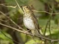 Swainson's Thrush - Gatling Point Rec Area, Stewart County, Tennessee, May 4, 2024