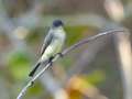 Eastern Phoebe - Gatling Point Rec Area (36.5575,-87.9038), Stewart, Tennessee, United States, Oct 18, 2024