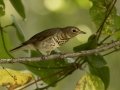 Swainson's Thrush - 1268 The Trace, Dover, Stewart County, Tennessee, Sept 11, 2024