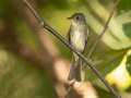 Eastern Wood-Pewee - 1268 The Trace, Dover US-TN 36.55396, -87.90181, Stewart, Tennessee, United States, Sept 18, 2024