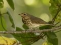 Swainson's Thrush - 1268 The Trace, Dover, Stewart County, Tennessee, Sept 11, 2024
