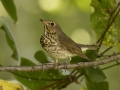 Swainson\'s Thrush