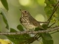 Swainson's Thrush - 1268 The Trace, Dover, Stewart County, Tennessee, Sept 11, 2024