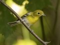 Yellow-throated Vireo - 1268 The Trace, Dover US-TN 36.55396, -87.90181, Stewart County, Tennessee, Sept 20, 2024