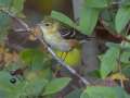 Bay-breasted Warbler - Gatling Point Rec Area (36.5575,-87.9038), Stewart, Tennessee, United States, Oct 18, 2024