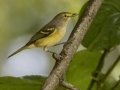 White-eyed Vireo - 1268 The Trace, Dover US-TN 36.55396, -87.90181, Stewart, Tennessee, Sept 11, 2024