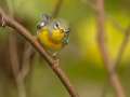 Northern Parula - 1268 The Trace, Dover US-TN 36.55396, -87.90181, Stewart, Tennessee, United States, Sept 24, 2024