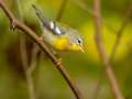 Northern Parula - 1268 The Trace, Dover US-TN 36.55396, -87.90181, Stewart, Tennessee, United States, Sept 24, 2024