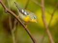 Northern Parula - 1268 The Trace, Dover US-TN 36.55396, -87.90181, Stewart, Tennessee, United States, Sept 24, 2024