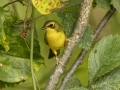 Kentucky Warbler - 1268 The Trace, Dover US-TN 36.55396, -87.90181, Stewart, Tennessee, United States, Sept 11, 2024