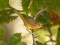 Common Yellowthroat - 1268 The Trace, Dover US-TN 36.55396, -87.90181, Stewart, Tennessee, United States, Sept 18, 2024