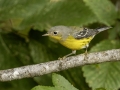 Magnolia Warbler - 1268 The Trace, Dover US-TN 36.55396, -87.90181, Stewart, Tennessee, United States, Sept 11, 2024