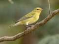 Tennessee Warbler