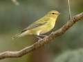 Tennessee Warbler - Barkley WMA, Stewart, Tennessee, Sept 30, 2024