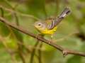 Magnolia Warbler -1268 The Trace, Dover US-TN 36.55396, -87.90181, Stewart, Tennessee, United States, Sept 25 2024