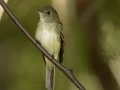 Acadian Flycatcher - Land Between the Lakes -Gatlin Point Rec Area  - Stewart County, Tennessee, United States, SEPT 18, 2024