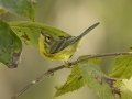 Prairie Warbler - 1268 The Trace, Dover US-TN 36.55396, -87.90181, Stewart, Tennessee, United States, Sept 20, 2024