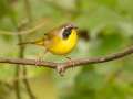 Common Yellowthroat - 1268 The Trace, Dover US-TN 36.55396, -87.90181, Stewart, Tennessee, United States, Sept 25 2024