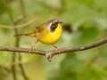 Common Yellowthroat - 1268 The Trace, Dover US-TN 36.55396, -87.90181, Stewart, Tennessee, United States, Sept 25 2024