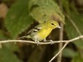 Yellow-throated Vireo - 1268 The Trace, Dover US-TN 36.55396, -87.90181, Stewart County, Sept 11, 2024