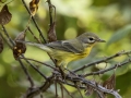 Prairie Warbler