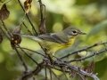Prairie Warbler - 1268 The Trace, Dover US-TN 36.55396, -87.90181, Stewart, Tennessee, United States, Sept 20, 2024