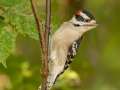 Downy Woodpecker - Gatling Point Rec Area (36.5575,-87.9038), Stewart, Tennessee, United States, Oct 10, 2024