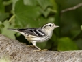 Black-and-white Warbler - Gatlin Point Rd, Dover US-TN 36.53303, -87.92406, Stewart, Tennessee, United States, Sept 15, 2024