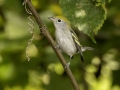 Chestnut-sided Warbler - 1268 The Trace, Dover US-TN 36.55396, -87.90181, Stewart, Tennessee, United States, Sept 11, 2024