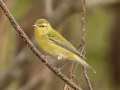 Tennessee Warbler - Barkley WMA, Stewart, Tennessee, Oct 13, 2024