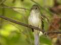 Acadian Flycatcher - 1268 The Trace, Dover US-TN 36.55396, -87.90181, Stewart, Tennessee, United States, Sept 18, 2024