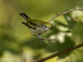 Chestnut-sided Warbler