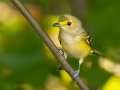 White-eyed Vireo - 1268 The Trace, Dover US-TN 36.55396, -87.90181, Stewart, Tennessee, Sept 18, 2024