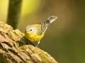 Magnolia Warbler - Gatling Point Rec Area (36.5575,-87.9038), Stewart, Tennessee, United States, Sept 9, 2024
