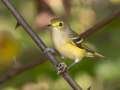 White-eyed Vireo - 1268 The Trace, Dover US-TN 36.55396, -87.90181, Stewart, Tennessee, Sept 18, 2024
