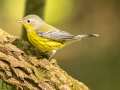 Magnolia Warbler - Gatling Point Rec Area (36.5575,-87.9038), Stewart, Tennessee, United States, Sept 9, 2024