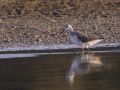 Wilson\'s Phalorope