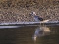Wilson's Phalorope - Cross Creeks NWR, Pool 4 A, Aug 4, 2024